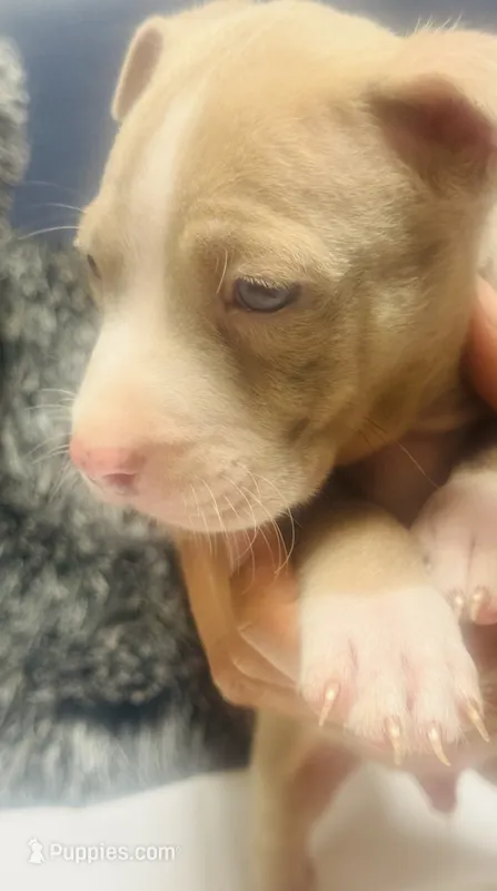 Camo – American Bully puppy for sale in Lake Station, IN