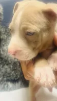 Camo, a male American Bully for sale in Lake Station, IN – 1 of 5