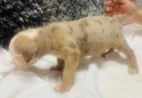 Celeste, a female American Bully for sale in Lake Station, IN – 5 of 9