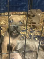 Bubba, a male American Bully for sale in Lake Station, IN – 5 of 7