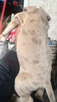 Celeste, a female American Bully for sale in Lake Station, IN – 4 of 9