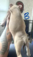 Poppa, a male American Bully for sale in Lake Station, IN – 5 of 6