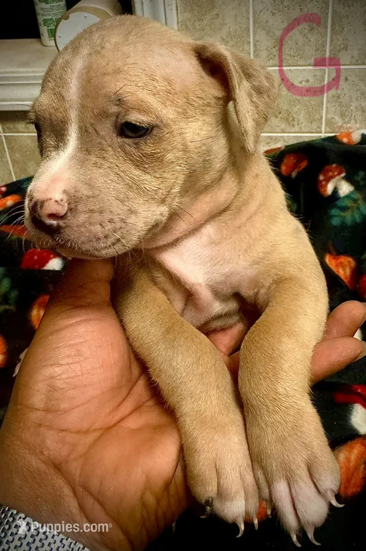 Beauty – American Bully puppy for sale in Lake Station, IN
