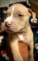 Beauty, a female American Bully for sale in Lake Station, IN – 6 of 7