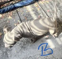 Blue, a male American Bully for sale in Lake Station, IN – 6 of 8