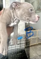 Blue, a male American Bully for sale in Lake Station, IN – 4 of 8