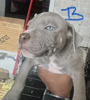 Blue, a male American Bully for sale in Lake Station, IN – 2 of 8