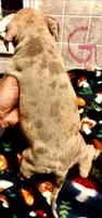 Beauty, a female American Bully for sale in Lake Station, IN – 4 of 7