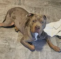 Bubba, a male American Bully for sale in Lake Station, IN – 7 of 7