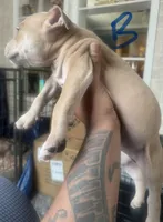 Poppa, a male American Bully for sale in Lake Station, IN – 2 of 6