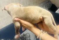 Camo, a male American Bully for sale in Lake Station, IN – 2 of 5