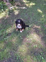 Pink collar, a female Bernese Mountain Dog for sale in Pikeville, TN – 3 of 8