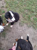 Purple  collar , a female Bernese Mountain Dog for sale in Pikeville, TN – 4 of 5