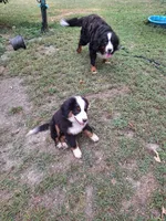 Purple  collar , a female Bernese Mountain Dog for sale in Pikeville, TN – 5 of 5