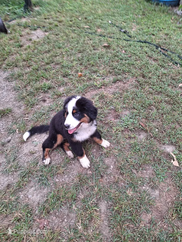 Purple  collar  – Bernese Mountain Dog puppy for sale in Pikeville, TN