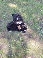Pink collar, a female Bernese Mountain Dog for sale in Pikeville, TN – 5 of 8