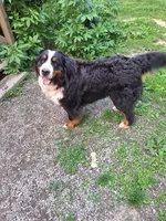 Moose, a male Bernese Mountain Dog for sale in Pikeville, TN – 1 of 5