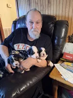 Purple  collar , a female Bernese Mountain Dog for sale in Pikeville, TN – 3 of 5