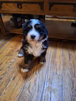 Purple  collar , a female Bernese Mountain Dog for sale in Pikeville, TN – 5 of 5