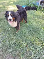 Moose, a male Bernese Mountain Dog for sale in Pikeville, TN – 4 of 5
