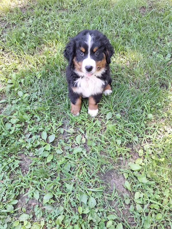 Pink collar – Bernese Mountain Dog puppy for sale in Pikeville, TN