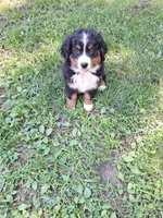 Pink collar, a female Bernese Mountain Dog for sale in Pikeville, TN – 1 of 8
