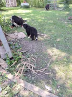 Pink collar, a female Bernese Mountain Dog for sale in Pikeville, TN – 2 of 8
