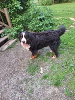 Moose, a male Bernese Mountain Dog for sale in Pikeville, TN – 2 of 5