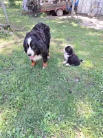 Pink collar, a female Bernese Mountain Dog for sale in Pikeville, TN – 4 of 8