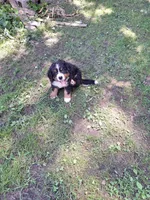 Pink collar, a female Bernese Mountain Dog for sale in Pikeville, TN – 8 of 8