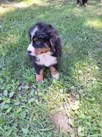 Pink collar, a female Bernese Mountain Dog for sale in Pikeville, TN – 6 of 8