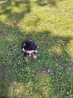Pink collar, a female Bernese Mountain Dog for sale in Pikeville, TN – 7 of 8