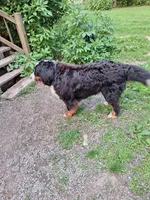 Moose, a male Bernese Mountain Dog for sale in Pikeville, TN – 3 of 5