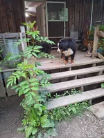 Moose, a male Bernese Mountain Dog for sale in Pikeville, TN – 5 of 5
