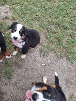 Purple  collar , a female Bernese Mountain Dog for sale in Pikeville, TN – 3 of 5