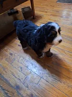 Purple  collar , a female Bernese Mountain Dog for sale in Pikeville, TN – 2 of 5