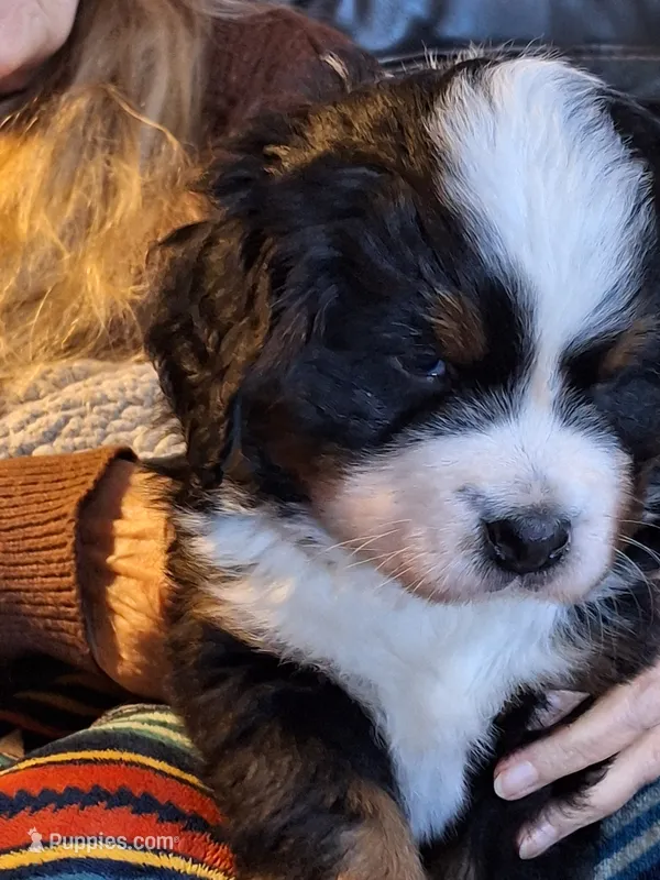Purple  collar  – Bernese Mountain Dog puppy for sale in Pikeville, TN