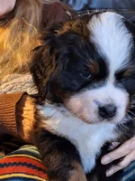 Purple  collar , a female Bernese Mountain Dog for sale in Pikeville, TN – 1 of 5