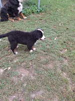 Purple  collar , a female Bernese Mountain Dog for sale in Pikeville, TN – 2 of 5