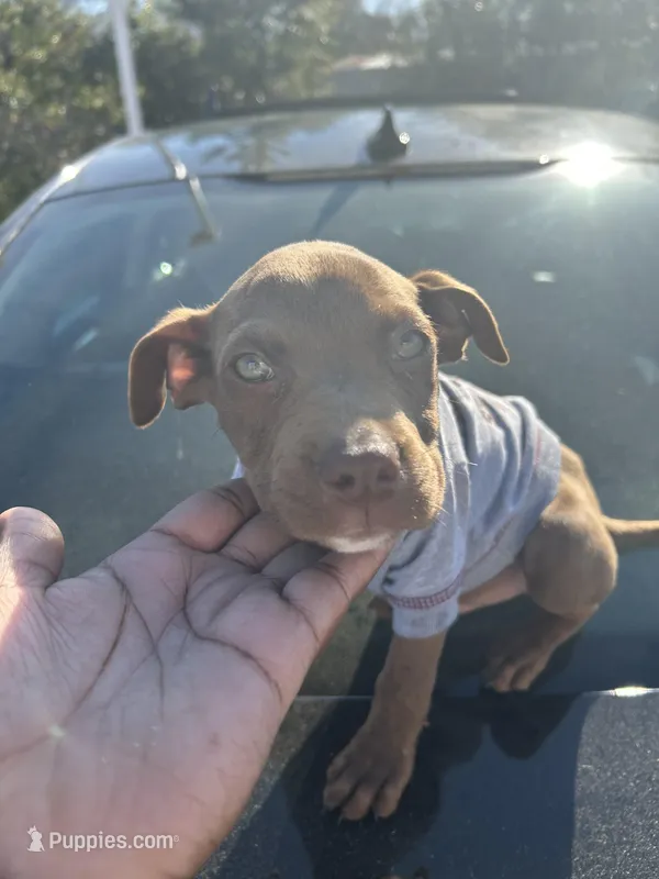 Theodore – American Pit Bull Terrier puppy for sale in Tallahassee, FL