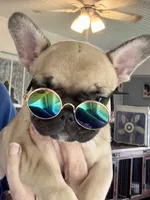 Betsy, a female French Bulldog for sale in Varnville, SC – 6 of 7