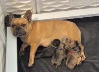 Betsy, a female French Bulldog for sale in Varnville, SC – 7 of 7