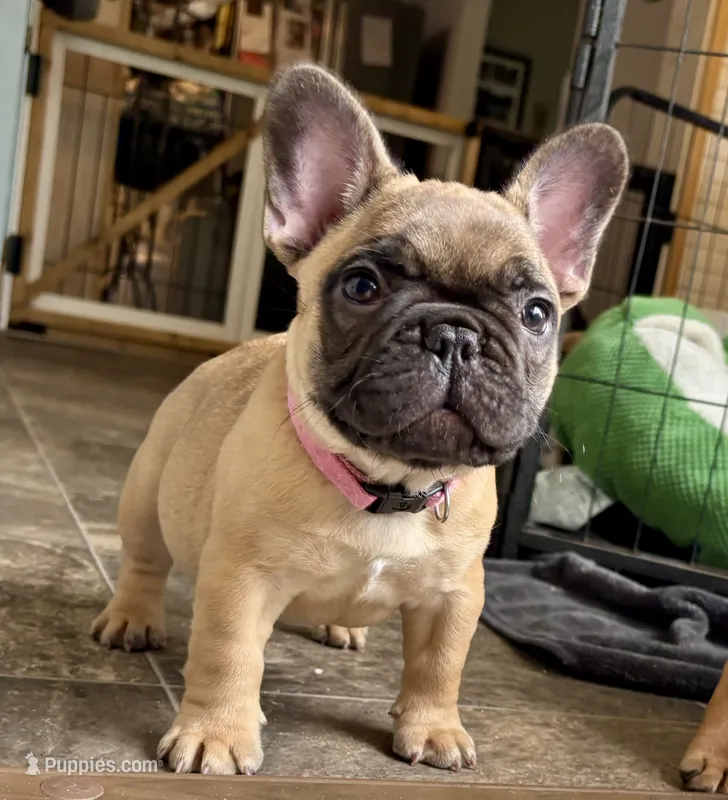 Sparkle – French Bulldog puppy for sale in Varnville, SC
