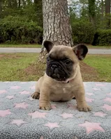 Sparkle, a female French Bulldog for sale in Varnville, SC – 2 of 3