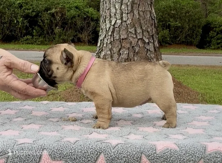 Sparkle – French Bulldog puppy for sale in Varnville, SC