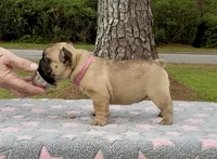 Sparkle, a female French Bulldog for sale in Varnville, SC – 1 of 3