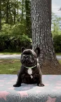 Sparky, a male French Bulldog for sale in Varnville, SC – 3 of 3