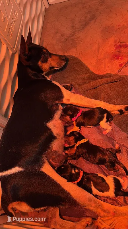 Boy, a male Rat Terrier for sale in Varnville, SC – Photo 1 of 1