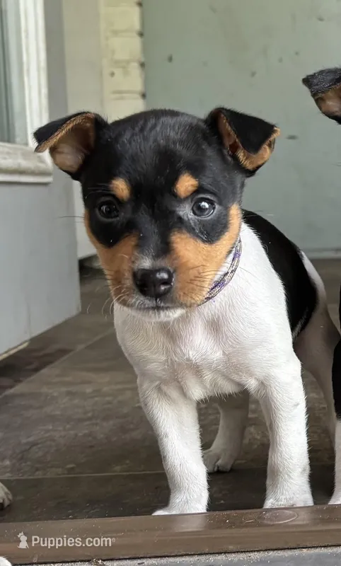 Purple Star – Rat Terrier puppy for sale in Varnville, SC