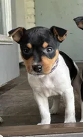 Purple Star, a female Rat Terrier for sale in Varnville, SC – 1 of 7